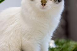 猫的秘密花园，一份详尽的猫咪资料大全
