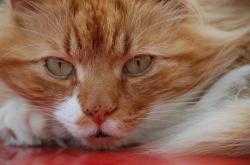 猫的百科知识资料，深入了解这些毛茸茸的朋友
