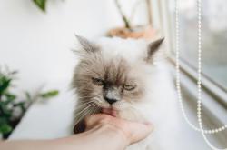 猫的世界，全面了解这些毛茸茸的伙伴