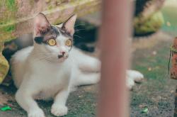 猫咪图片，捕捉毛茸茸的幸福瞬间