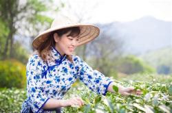 茶叶店真实小视频