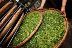 茶叶里有茶梗潮州
