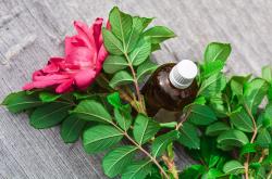 牛樟芝，自然界的神奇草药及其功效