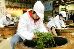 广西侗乡茶叶价格查询