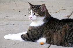 猫的百科知识，深入了解这些毛茸茸的朋友