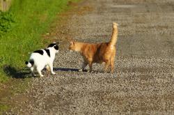 猫的百科全书，深入了解这些神秘而优雅的生物