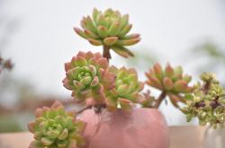 多肉植物的奇妙世界，品种介绍与养护指南