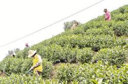 茶叶肥料多少钱一吨