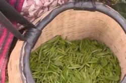 茶叶过期一年了但没开封还能喝吗