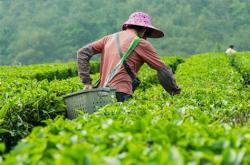 福鼎招聘采茶叶工人最新信息