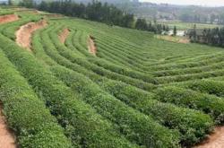 荷兰茶属于什么茶