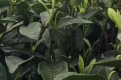 雷山有什么茶叶出名