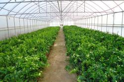 茶叶水能做果苗化肥吗视频