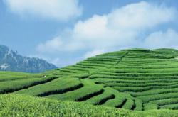望山茗茶叶是哪里的特产