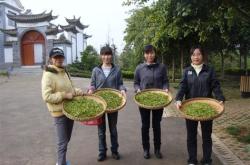 茶叶加工培训心得体会