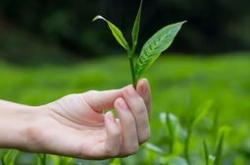 采摘茶叶的图片