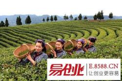 小小茶艺师图片