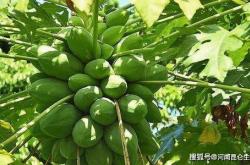 夏天如何晒果干茶叶视频