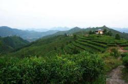 广西茶叶种植基地