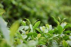 茶叶保存原则