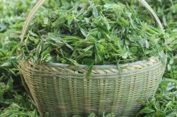 冠县品茶