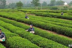 日照茶叶市场哪个好