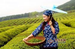 安福茶园
