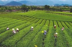 徐州松阳摘茶叶的地方在哪