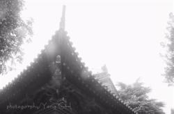 哪种茶叶能祛斑美白