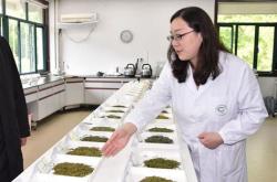 第一个茶叶专著