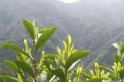 石泉幽兰茶叶