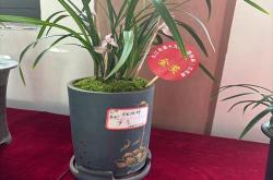 盛世花开茶叶价格表