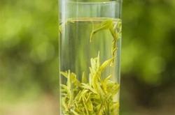 绿杨春茶是名茶吗