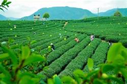 茶业产量