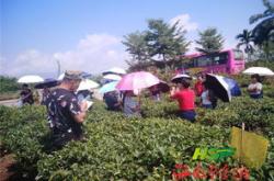 海堤茶叶怎么样