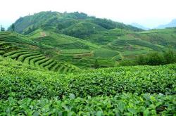 茶叶历史的教训有哪些