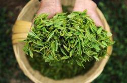 永川秀芽茶叶价格