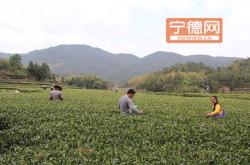 广州有哪些茶叶批发市场