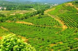 湖北最著名的茶叶