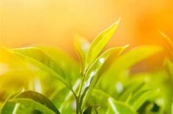 哪个季节采摘的茶叶品质最好