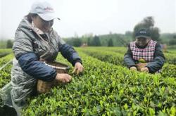 五一劳动摘茶叶作文