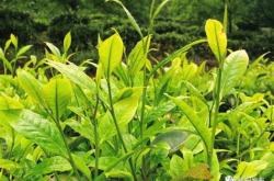 当前茶叶市场最大的痛点