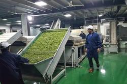 新茶叶怎么加工的