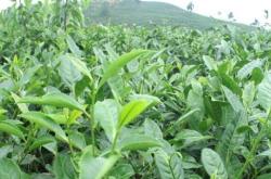 茶树叶片有哪些可区别于其他植物叶片的特征