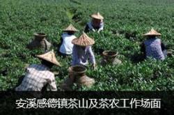 茶叶之路2020