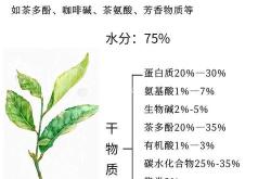 茶叶特征性成分有哪些