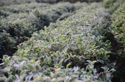 茶叶怕冻吗零下30度