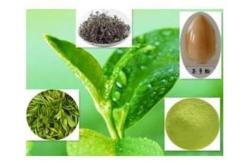 茶多酚含量最少的茶叶