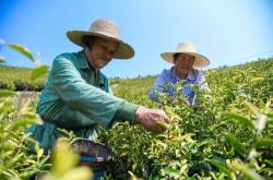 乡下老太婆摘茶叶图片大全