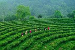 大美茶叶价格表图
